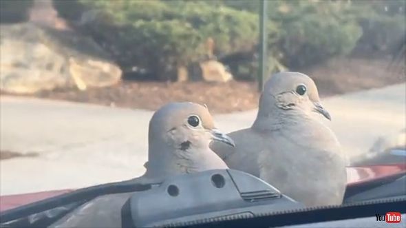車から降りないハト