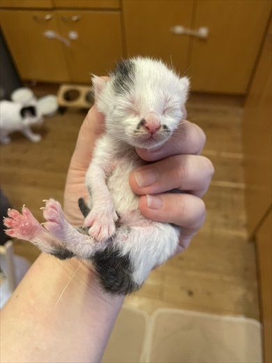 織田信長みたいなニャンコ