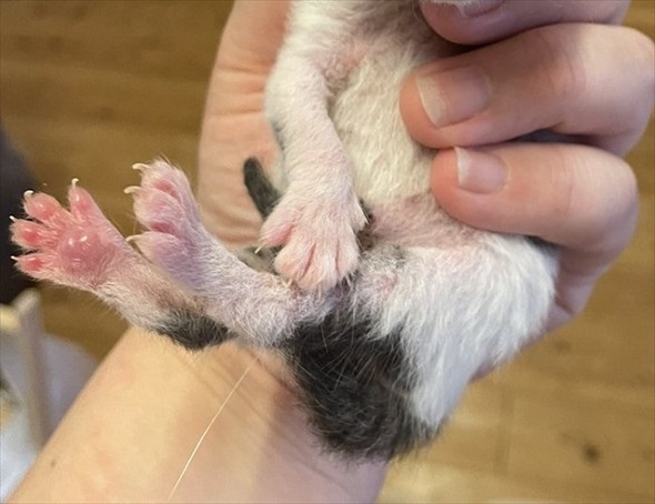 織田信長みたいなニャンコ