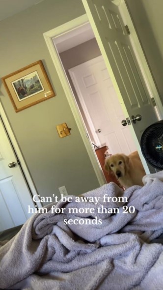 別の部屋に移った飼い主を追いかけてきた犬