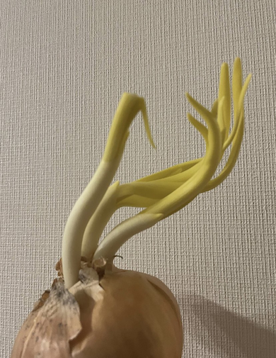 芽が出たタマネギ