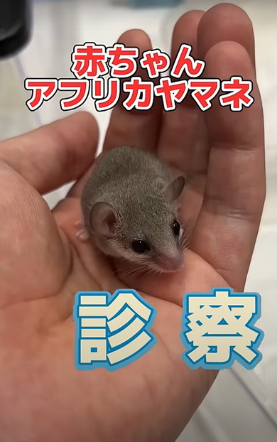 赤ちゃんアフリカヤマネを診察