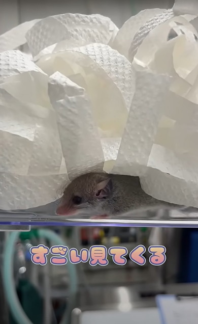 赤ちゃんアフリカヤマネを診察