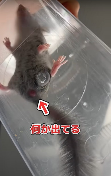 赤ちゃんアフリカヤマネを診察