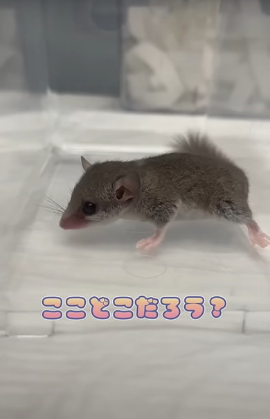 赤ちゃんアフリカヤマネを診察