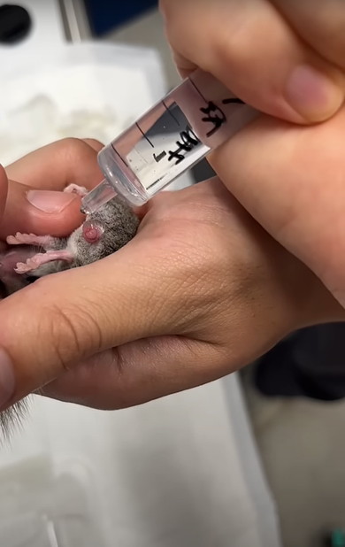 赤ちゃんアフリカヤマネを診察