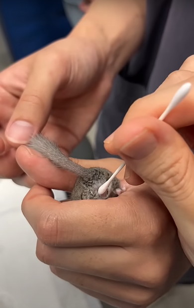 赤ちゃんアフリカヤマネを診察