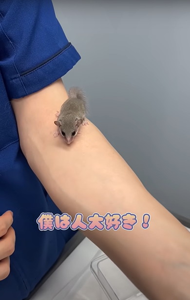 赤ちゃんアフリカヤマネを診察