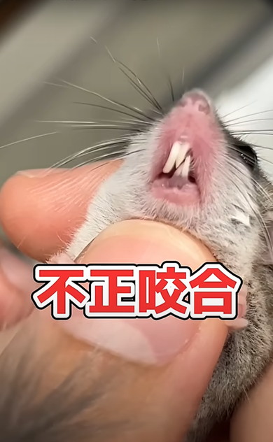 赤ちゃんアフリカヤマネを診察