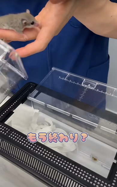 赤ちゃんアフリカヤマネを診察