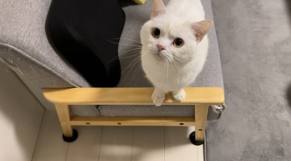 見上げてにらむ