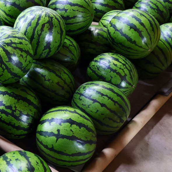 磨かれたすいか