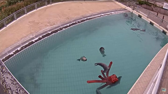 アザラシ幼稚園 新しい仲間 タコ おもちゃ 投入 大人気 Zeehondencentrum Pieterburen