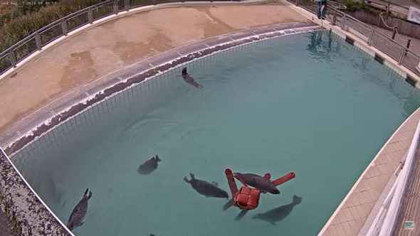 アザラシ幼稚園 新しい仲間 タコ おもちゃ 投入 大人気 Zeehondencentrum Pieterburen