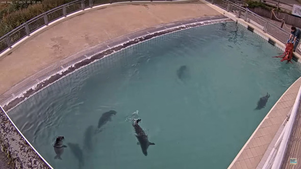アザラシ幼稚園 新しい仲間 タコ おもちゃ 投入 大人気 Zeehondencentrum Pieterburen