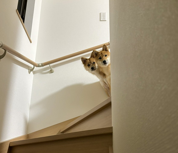 階段上から顔を出すワンコ2匹