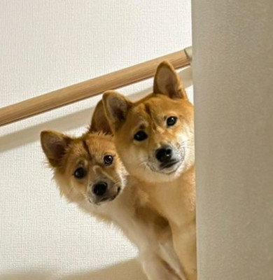 階段上から顔を出すワンコ2匹