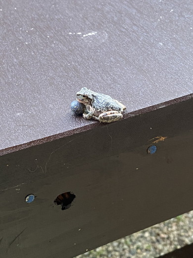 ダンゴムシにアゴを乗せているカエルの写真