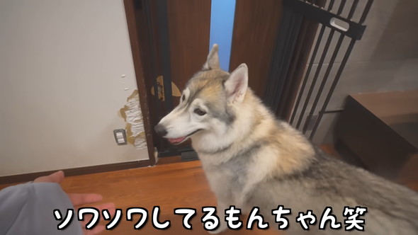 ソワソワしているシベリアンハスキーのワンコ