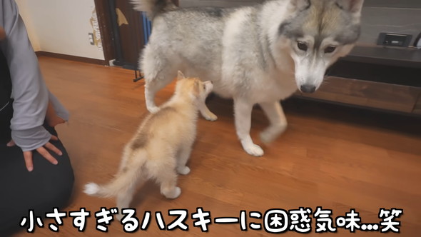 シベリアンハスキーの成犬と子犬