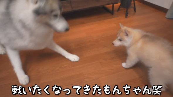 シベリアンハスキーの成犬と子犬