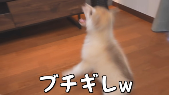 シベリアンハスキーの子犬