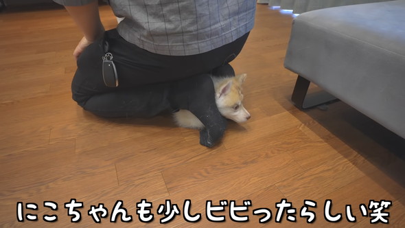 飼い主さんにくっつく子犬