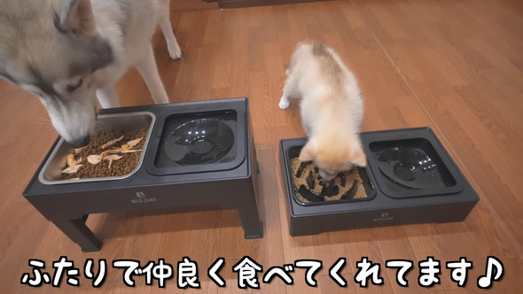 並んでごはんを食べるシベリアンハスキーのワンコたち