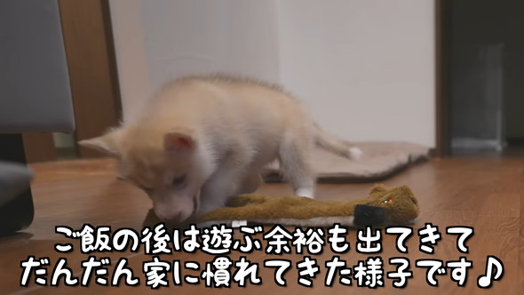 おもちゃで遊ぶシベリアンハスキーのワンコ