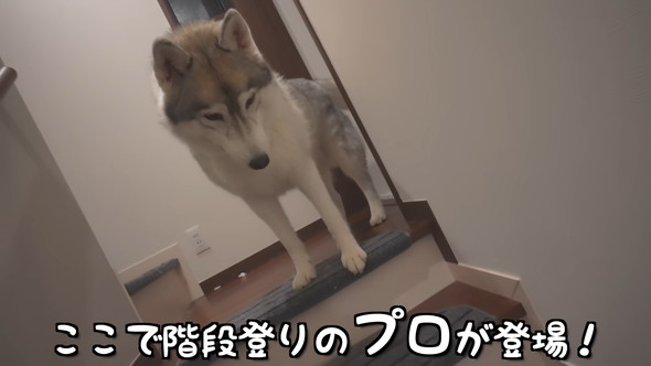 階段の上に立つシベリアンハスキーのワンコ