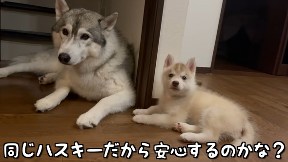 ならんで眠るシベリアンハスキーのワンコたち