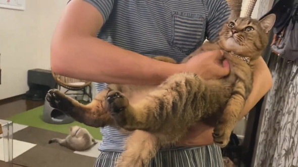 横抱きにされている猫ちゃん