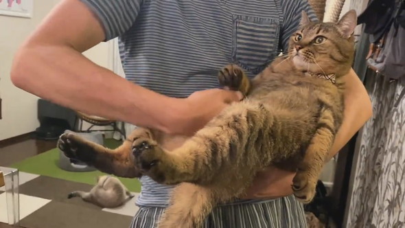 横抱きにされている猫ちゃん