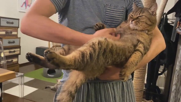 横抱きにされている猫ちゃん