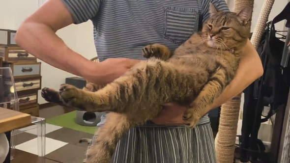 横抱きにされている猫ちゃん