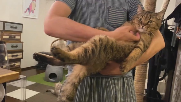 横抱きにされている猫ちゃん