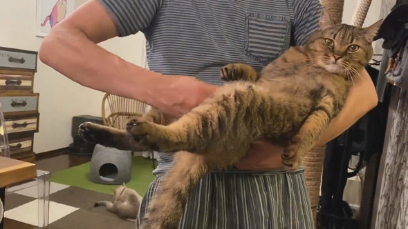 横抱きにされている猫ちゃん