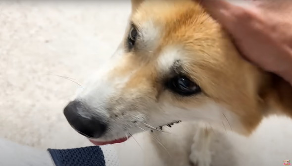 退院したジョンくん