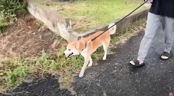 退院したジョンくん