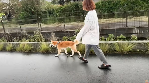 退院したジョンくん