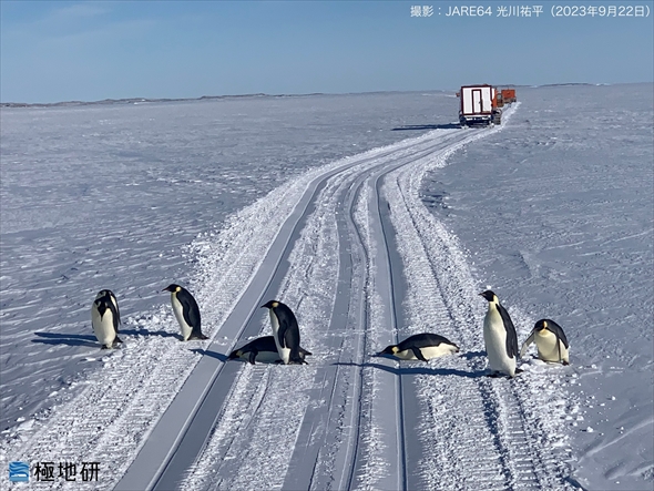 ビートルズの名盤「アビイ・ロード」みたいに歩く南極のペンギンたち