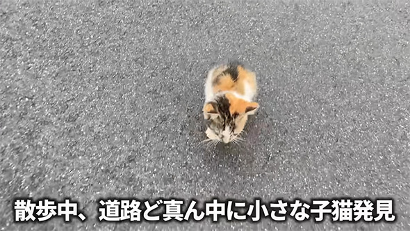 散歩中、道路ど真ん中に