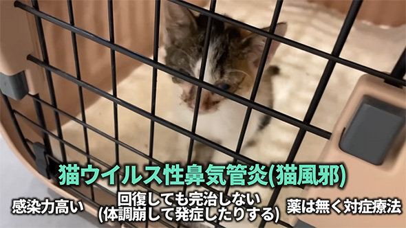 猫ウイルス性