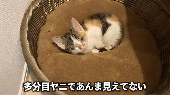 多分目やにで