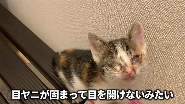目やにが固まって