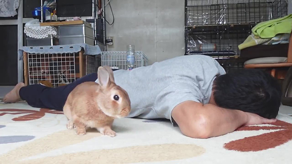 ひじを見つめるウサギさん