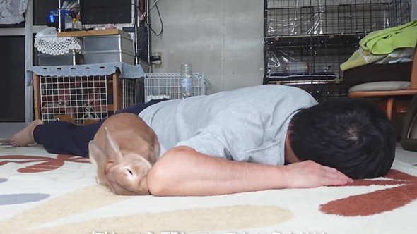 顔を横にしてひじをかじるウサギさん