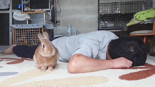 きょとんとしたお顔のウサギさん