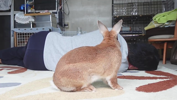 ウサギさんの背中