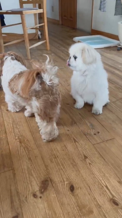 おやつをくわえて自慢毛に歩くワンコ